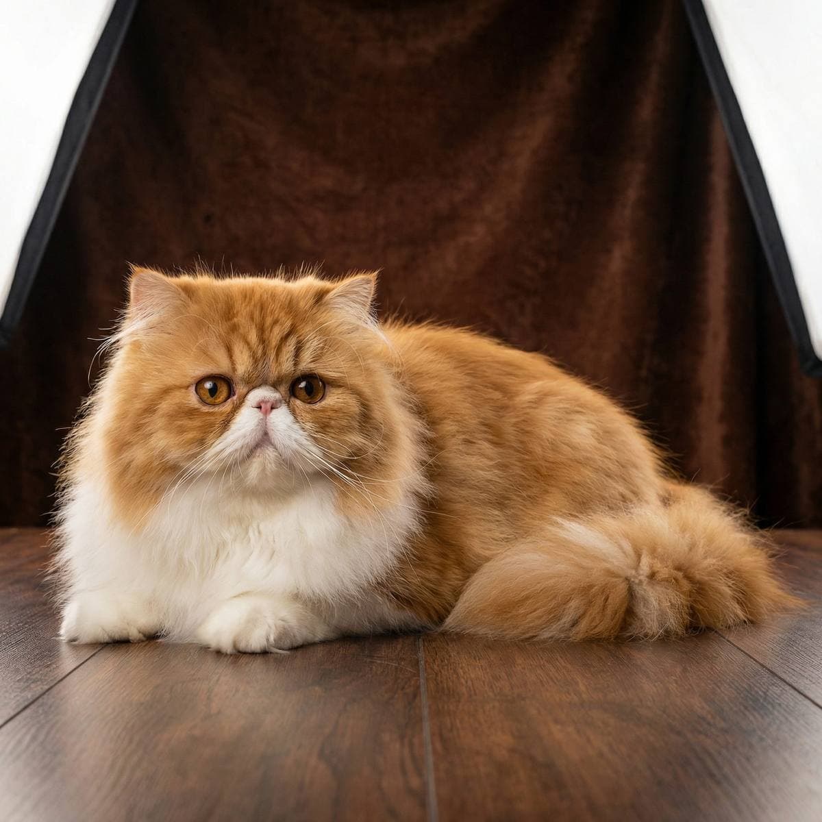 Minimalist Cat Art From Your Photos - Realistic style portrait