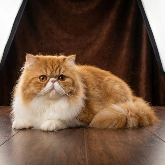 Vintage Cat Art - Realistic style portrait